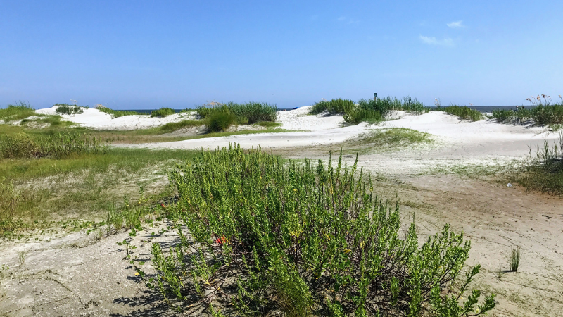 Charleston Beaches and Barrier Islands: Where to Go This Summer | Carolina One Real Estate